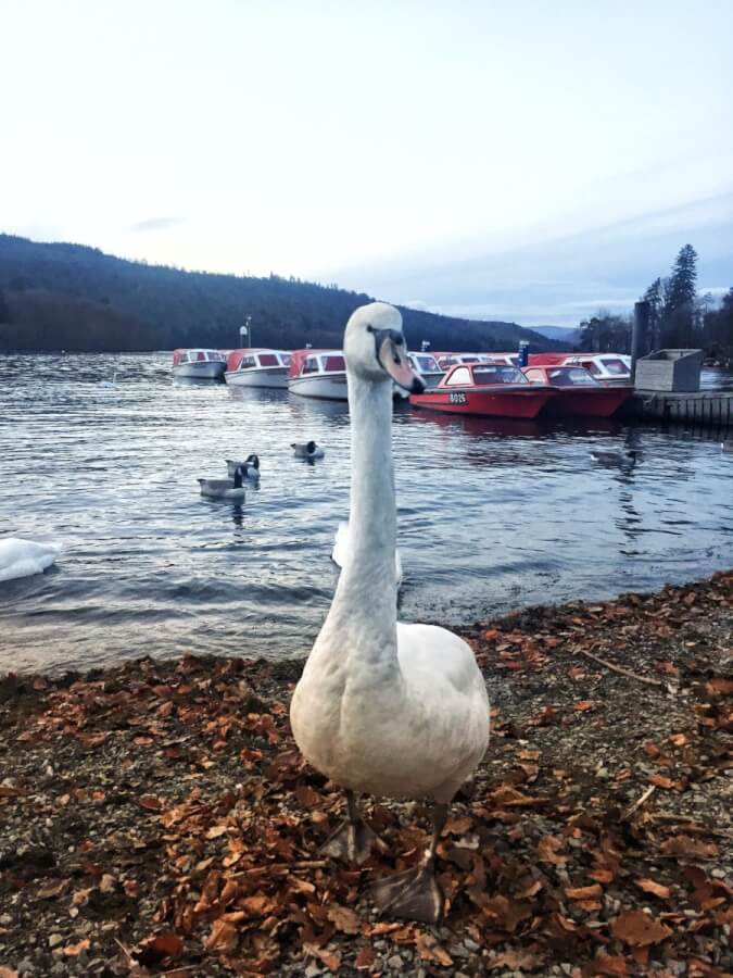 swan on windermere lake