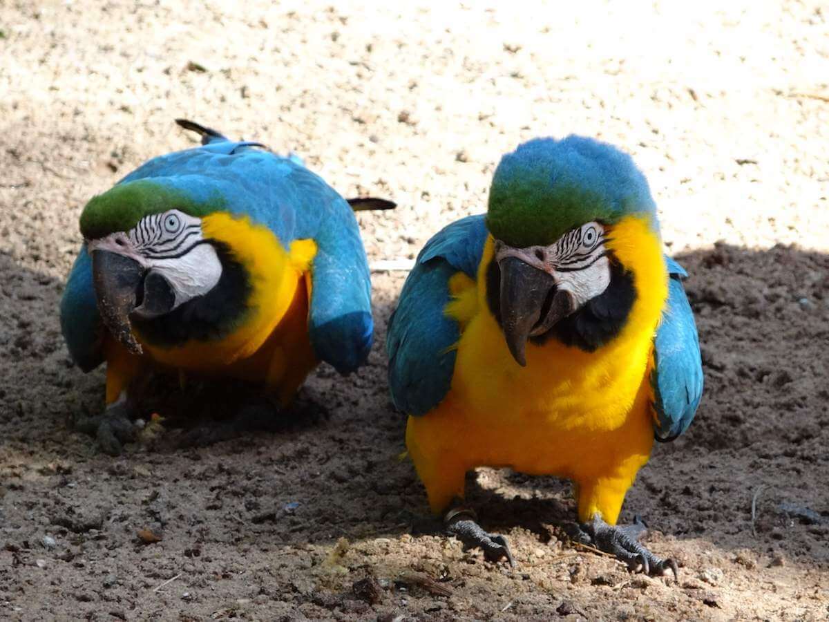 попугаи южная америка